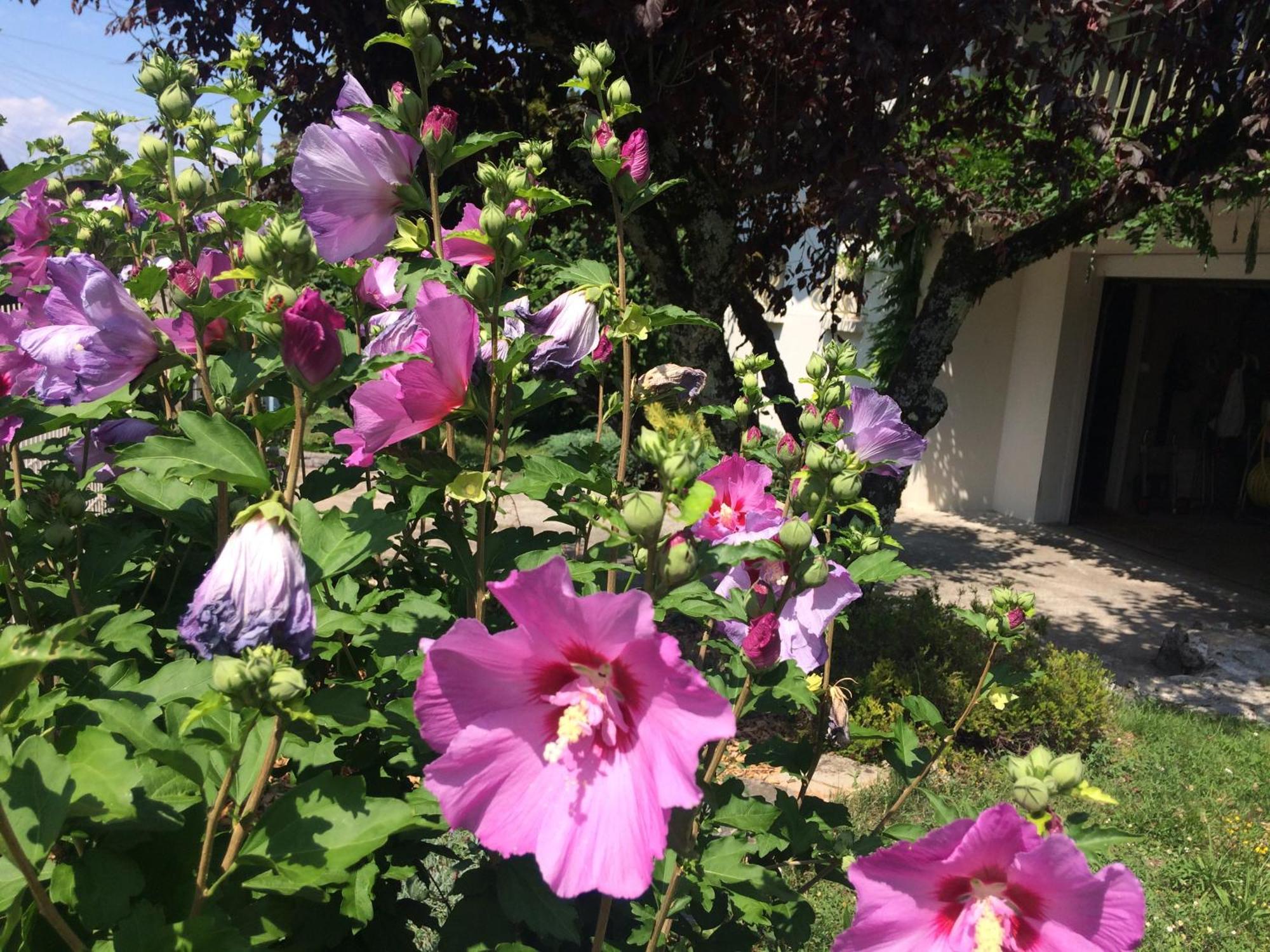 Villa La Moraine Thonon-les-Bains Exterior foto